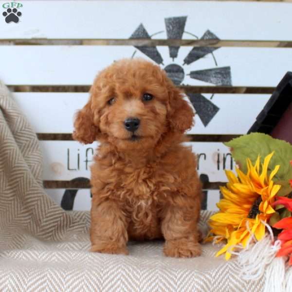 Rosko, Mini Goldendoodle Puppy