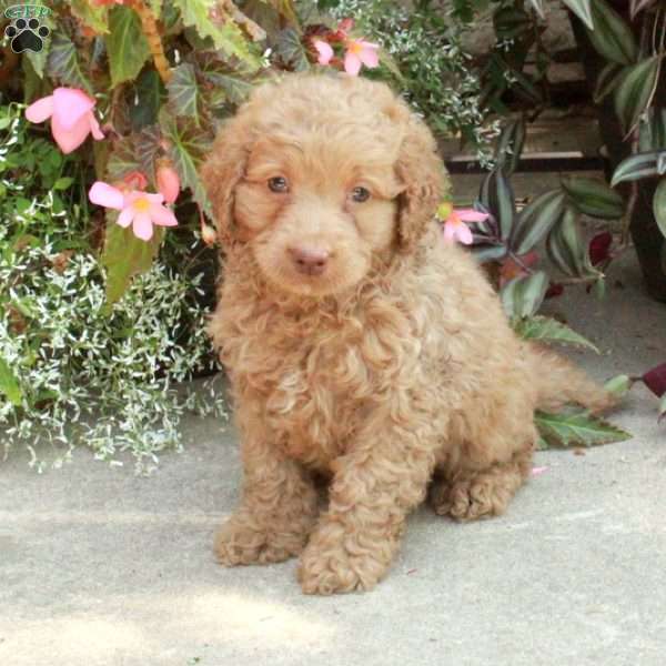 Ross, Cockapoo Puppy