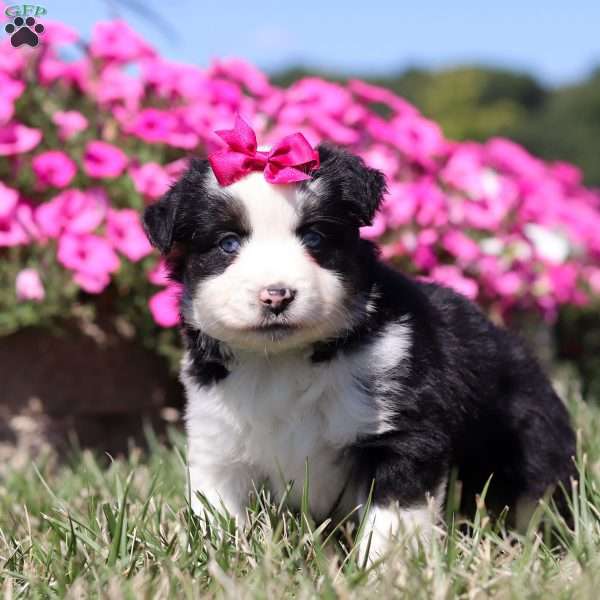 Rosy, Miniature Australian Shepherd Puppy