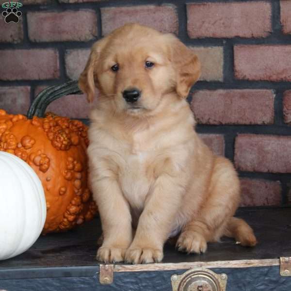 Rowan, Golden Retriever Puppy