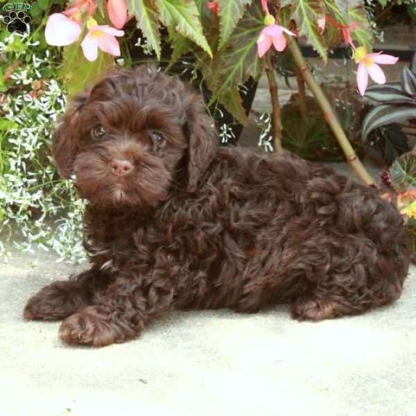 Roxie, Cockapoo Puppy