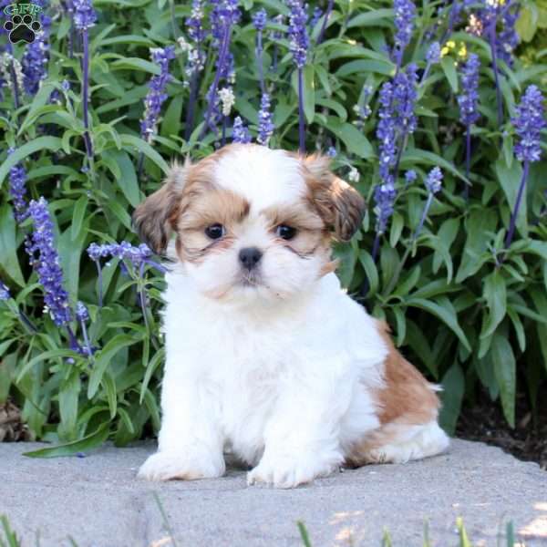 Roxy, Shih Tzu Puppy