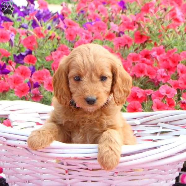 Roxy, Mini Goldendoodle Puppy