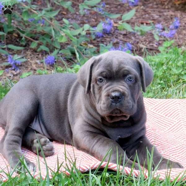 Roxy, Cane Corso Puppy