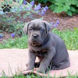 Roxy, Cane Corso Puppy