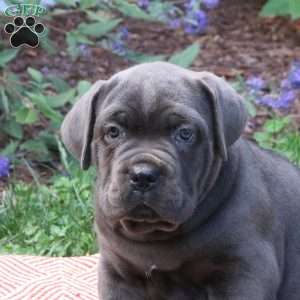 Roxy, Cane Corso Puppy