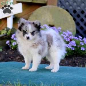 Pomeranian Puppies For Sale - Greenfield Puppies