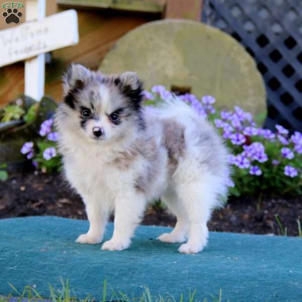 Roxy, Pomeranian Puppy