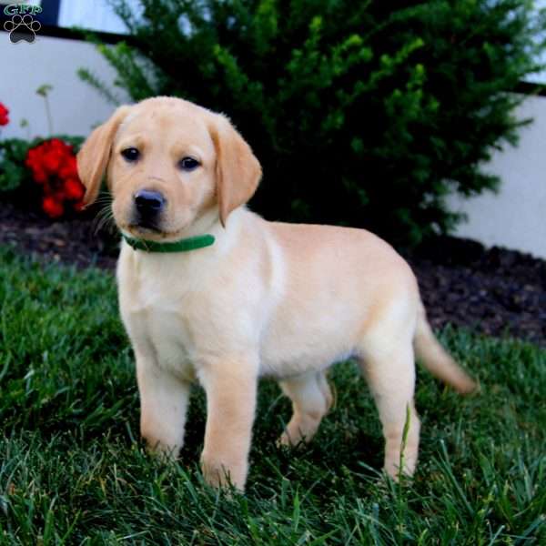 Roxy, Fox Red Labrador Retriever Puppy