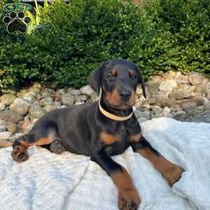 Roxie, Doberman Pinscher Puppy