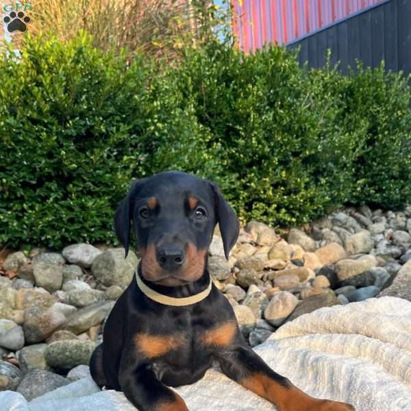 Roxie, Doberman Pinscher Puppy