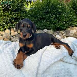 Roxie, Doberman Pinscher Puppy