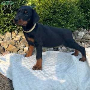 Roxie, Doberman Pinscher Puppy