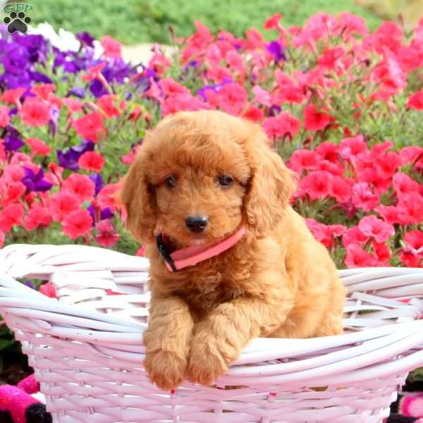 Ruby, Mini Goldendoodle Puppy