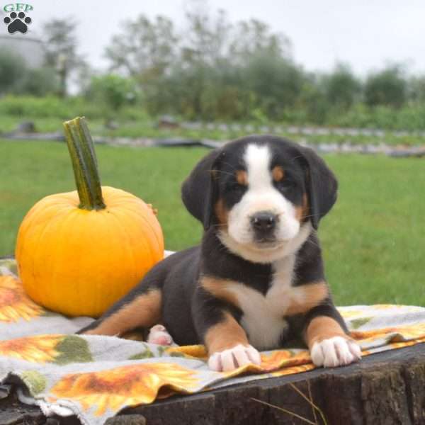 Ruby, Greater Swiss Mountain Dog Puppy