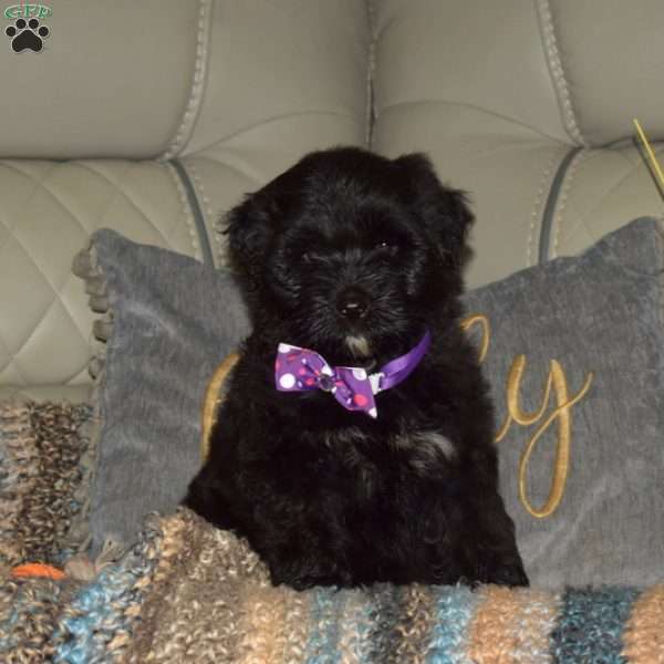 Ruby, Portuguese Water Dog Puppy