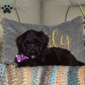 Ruby, Portuguese Water Dog Puppy