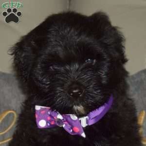 Ruby, Portuguese Water Dog Puppy