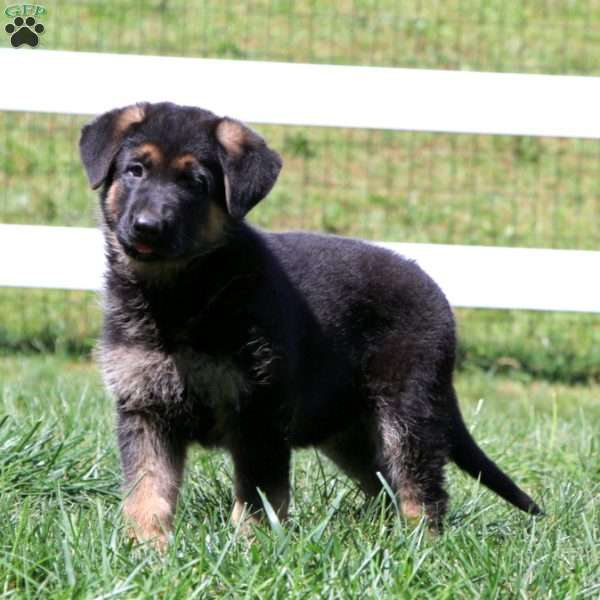 Ruby, German Shepherd Puppy