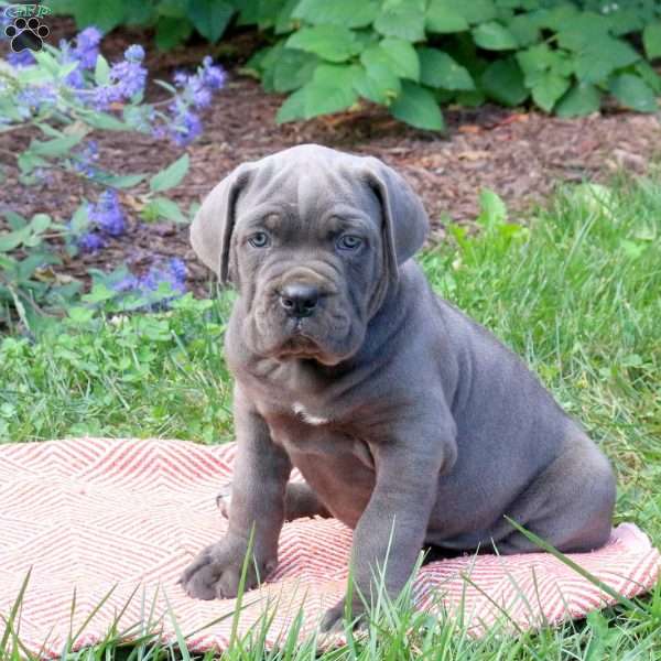 Ruger, Cane Corso Puppy