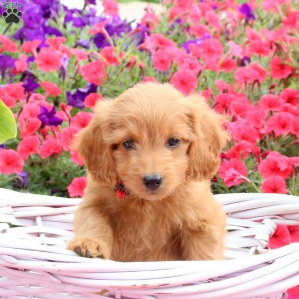 Rusty, Mini Goldendoodle Puppy