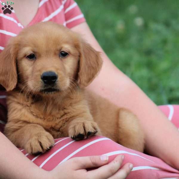 Rusty, Golden Retriever Puppy