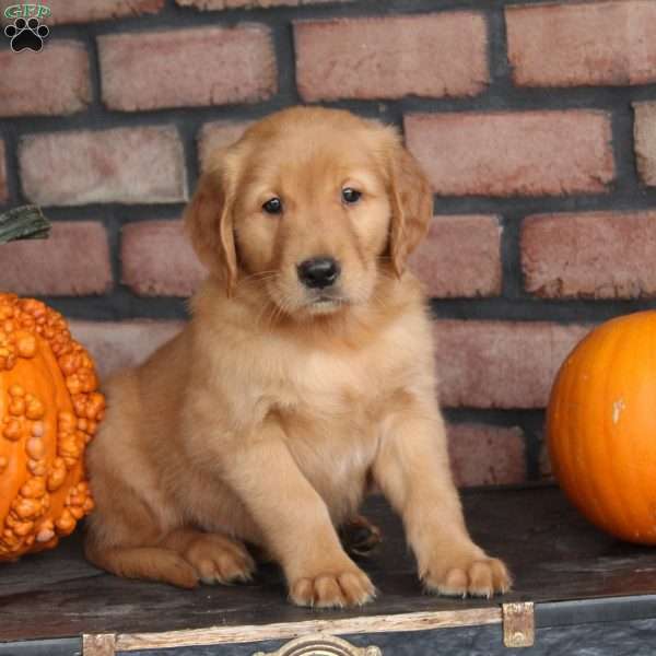 Ryan, Golden Retriever Puppy