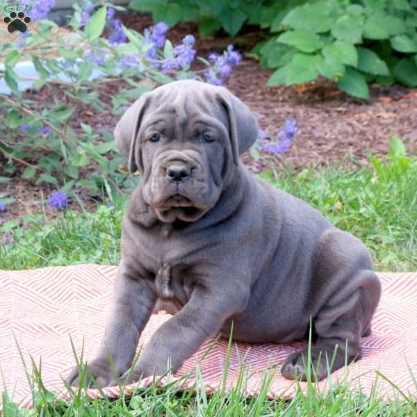 Ryan, Cane Corso Puppy