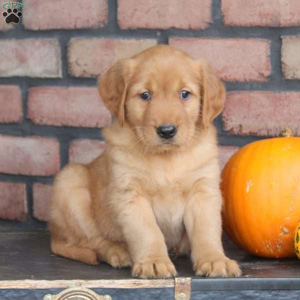 Ryder, Golden Retriever Puppy