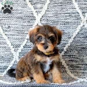 Ryder, Mini Schnoodle Puppy