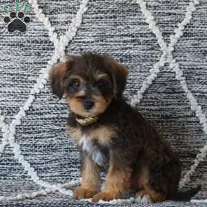 Ryder, Mini Schnoodle Puppy