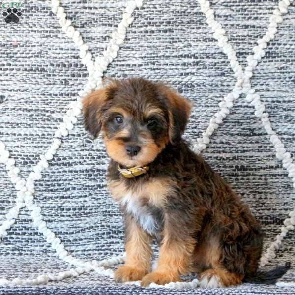 Ryder, Mini Schnoodle Puppy