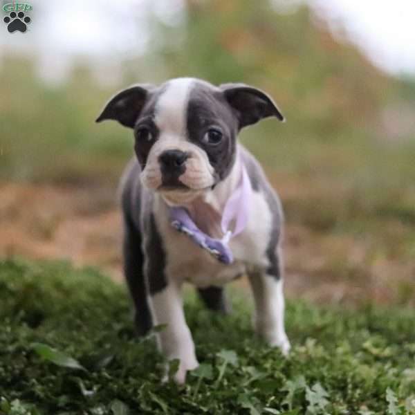 Sadie, Boston Terrier Puppy