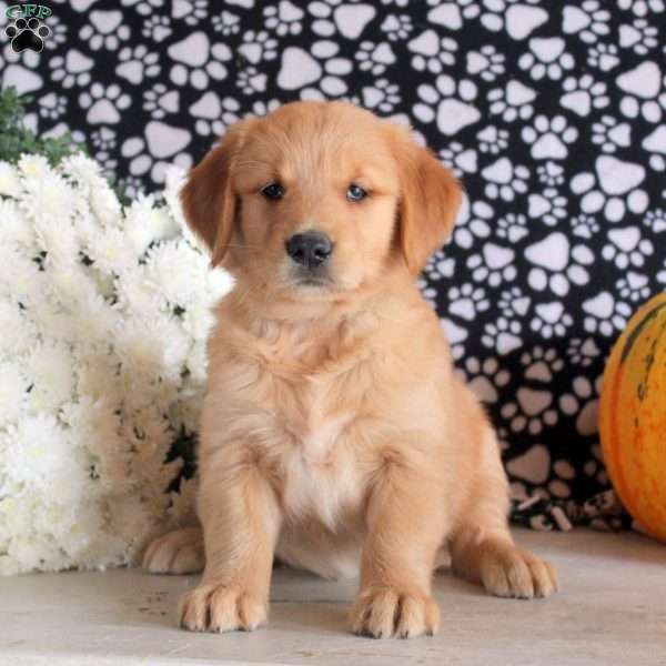 Sadie, Golden Retriever Puppy