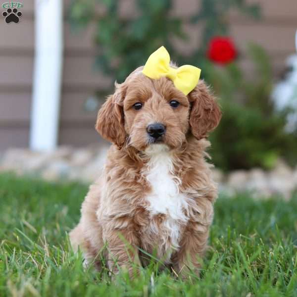 Sadie, Mini Goldendoodle Puppy