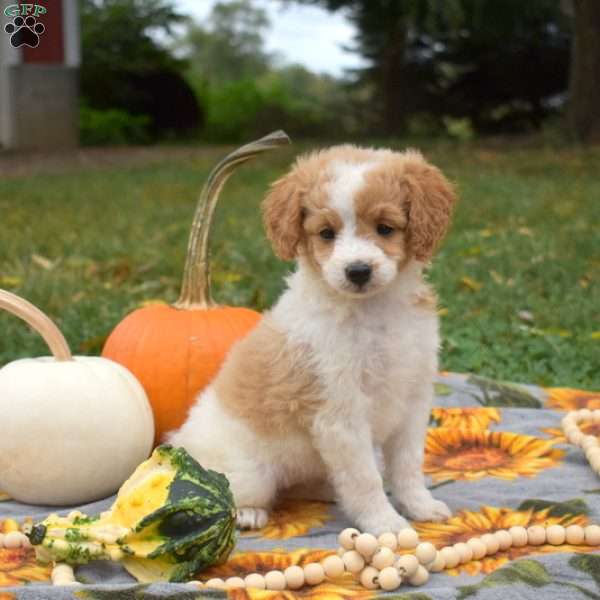 Sage, Miniature Poodle Mix Puppy