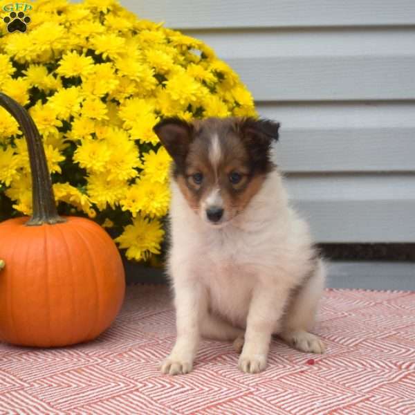 Sage, Sheltie Puppy