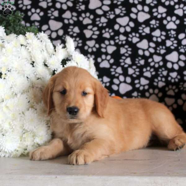 Sage, Golden Retriever Puppy