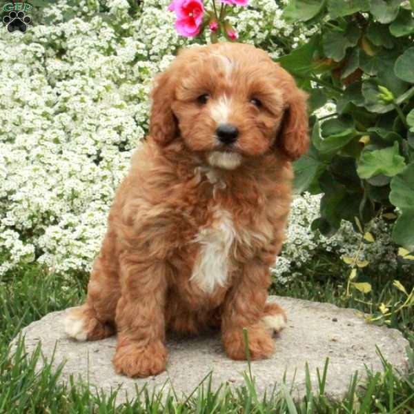 Sage, Cavapoo Puppy