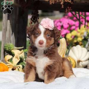 Sally, Miniature Australian Shepherd Puppy