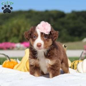 Sally, Miniature Australian Shepherd Puppy