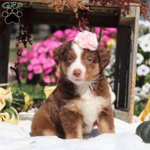 Sally, Miniature Australian Shepherd Puppy