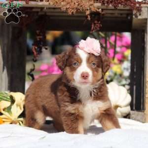 Sally, Miniature Australian Shepherd Puppy