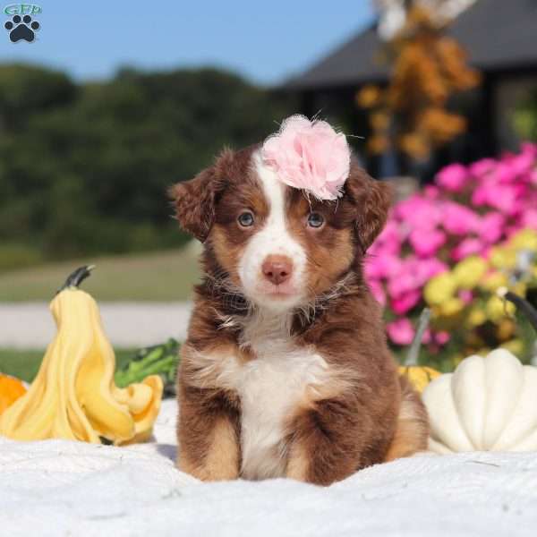 Sally, Miniature Australian Shepherd Puppy