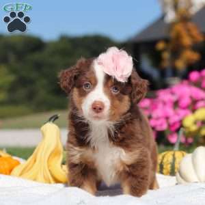 Sally, Miniature Australian Shepherd Puppy