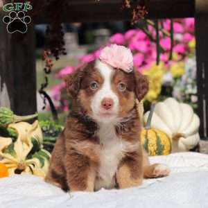 Sally, Miniature Australian Shepherd Puppy