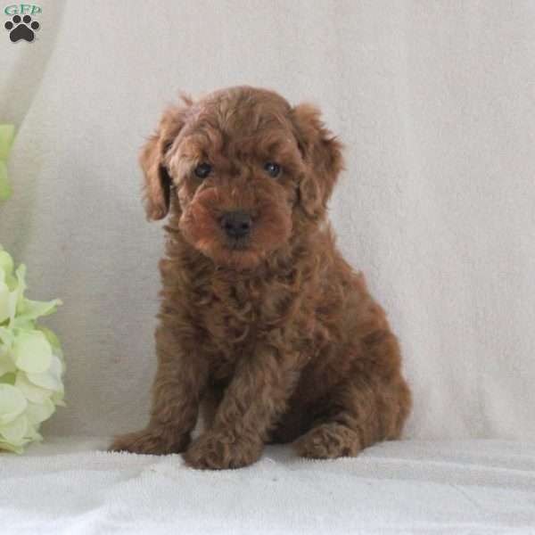 Sam, Toy Poodle Puppy