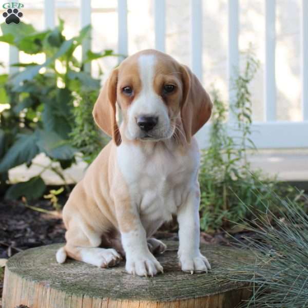 Sam, Beagle Puppy