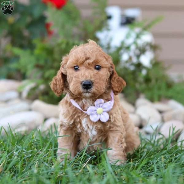 Samantha, Mini Goldendoodle Puppy