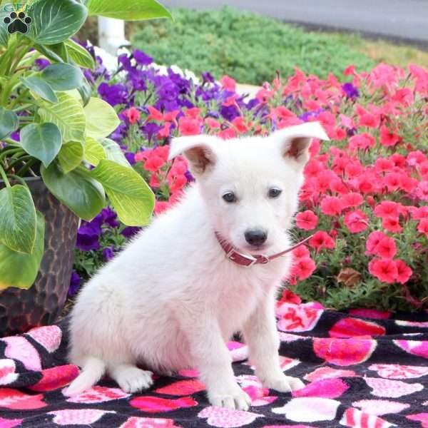 Sammy, German Shepherd Puppy